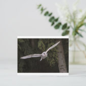 Flying owl ポストカード (スタンド正面)