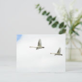 Flying swans  ポストカード (スタンド正面)
