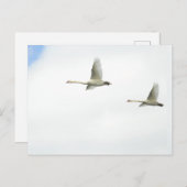Flying swans  ポストカード (正面/裏面)