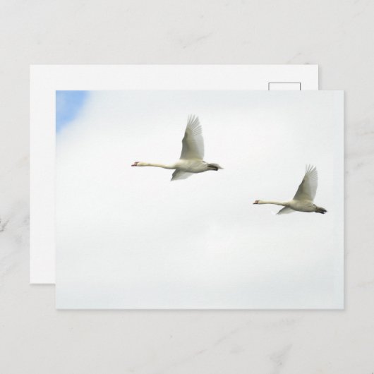 Flying swans ポストカード (正面/裏面)