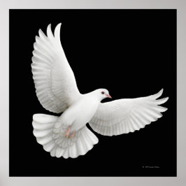 Flying White Dove Print ポスター