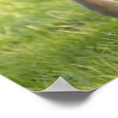 Foal grazing in field in County Wexford, Ireland ポスター (角)