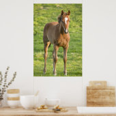 Foal grazing in field in County Wexford, Ireland ポスター (キッチン)