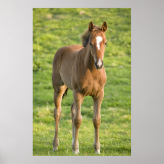 Foal grazing in field in County Wexford, Ireland ポスター