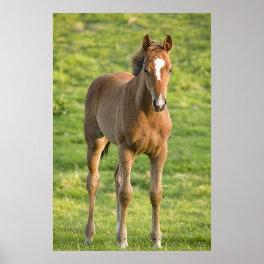 Foal grazing in field in County Wexford, Ireland ポスター (正面)
