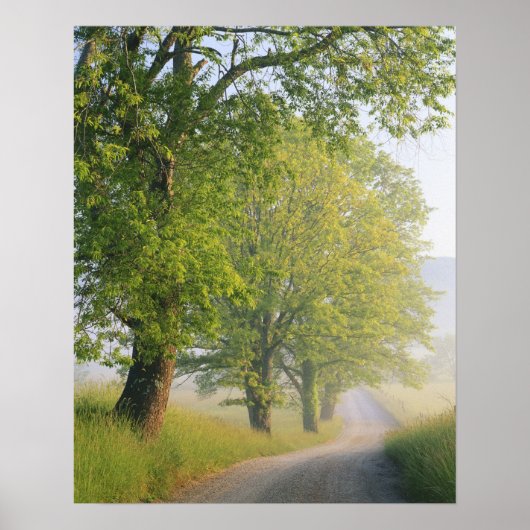 Fog covered road, Cades Cove, Great Smoky ポスター (正面)