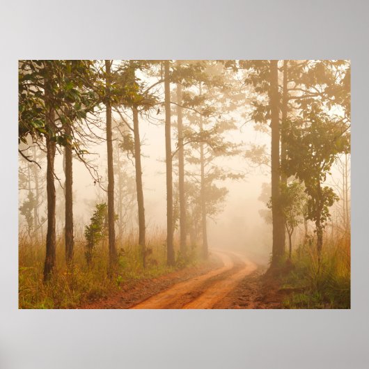 Fog in pine forestforest,beautiful,black,dark,dawn ポスター (正面)