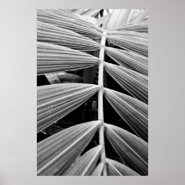 folha de palmeira ポスター