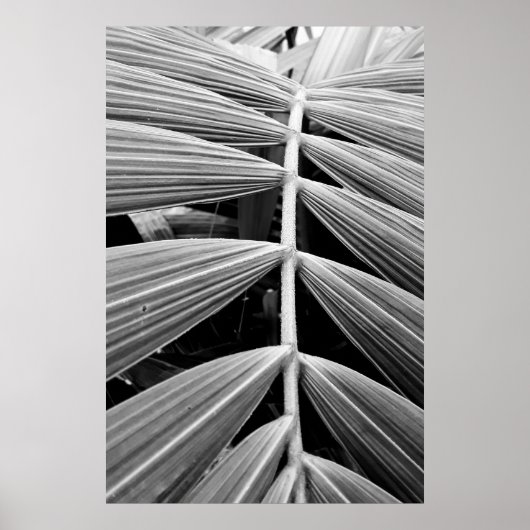 folha de palmeira ポスター (正面)