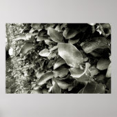 folhas ポスター (正面)