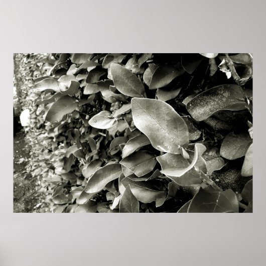 folhas ポスター (正面)