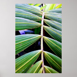 folhas de palmeira ポスター