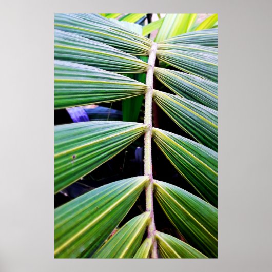 folhas de palmeira ポスター (正面)