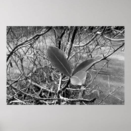 folhas em vida1 ポスター (正面)