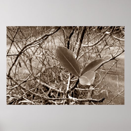 folhas em vida2 ポスター (正面)