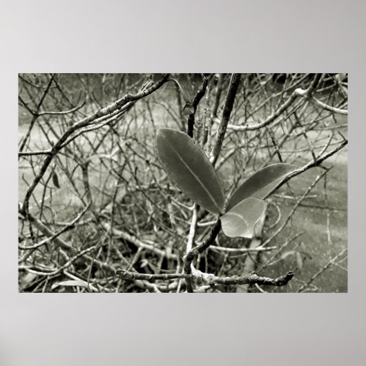 folhas em vida3 ポスター (正面)