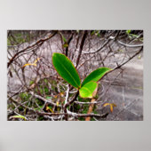 folhas em vida4 ポスター (正面)