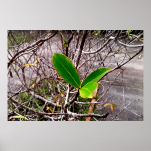 folhas em vida4 ポスター (正面)