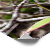 folhas em vida ポスター (角)