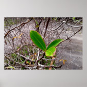 folhas em vida ポスター (正面)