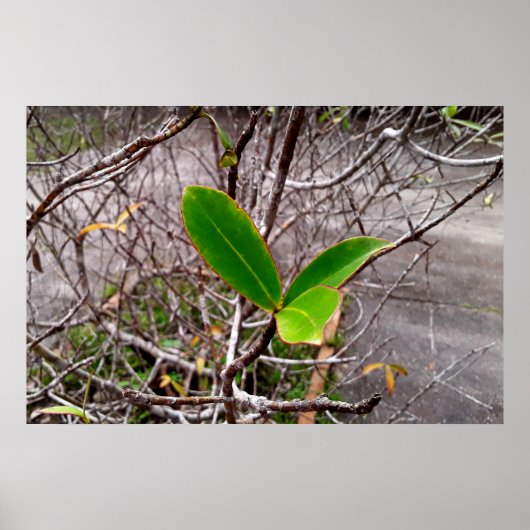 folhas em vida ポスター (正面)