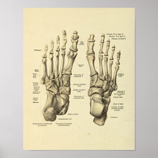Foot Ankle Anatomy Tarsal Bones Print ポスター (正面)