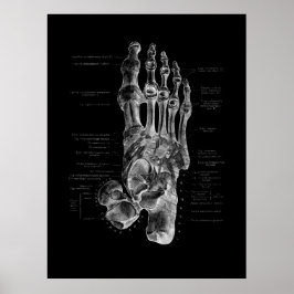 Foot Bones Anatomy Podiatrist Poster ポスター