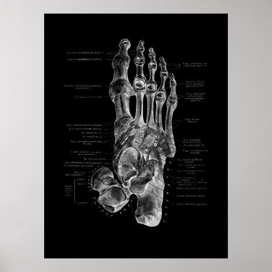 Foot Bones Anatomy Podiatrist Poster ポスター (正面)
