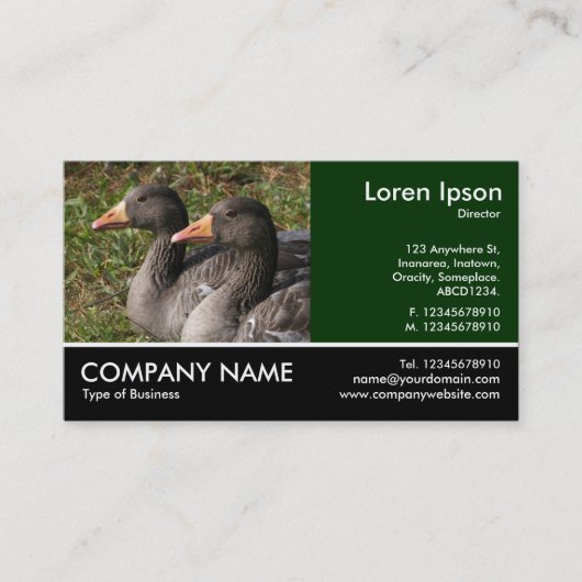 Footed写真 – Greylag Geese 名刺 (正面)