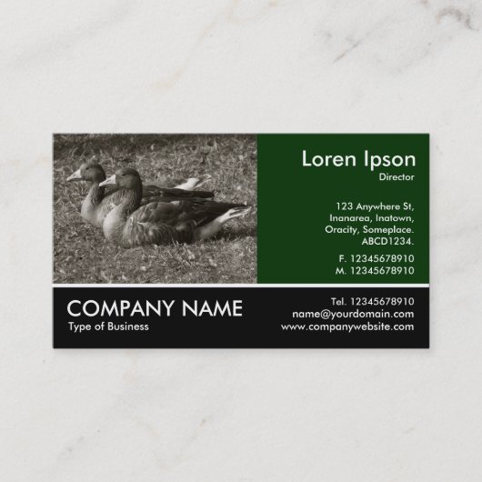Footed Photo - Greylag Geese (Sepia) 名刺 (正面)