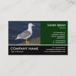 Footed Photo - Yellow-Leged Gull 名刺