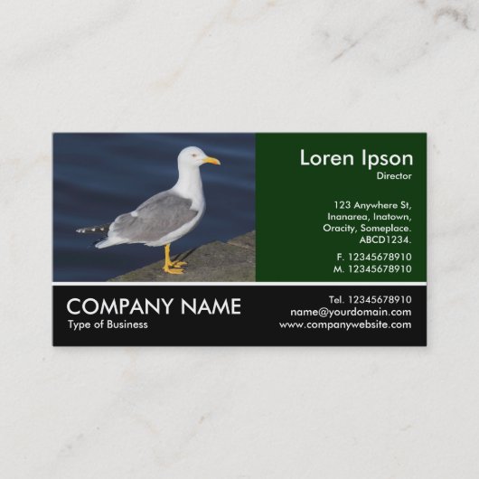 Footed Photo - Yellow-Leged Gull 名刺 (正面)