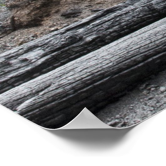 Forest after fire in Yellowstone National Park ポスター (角)