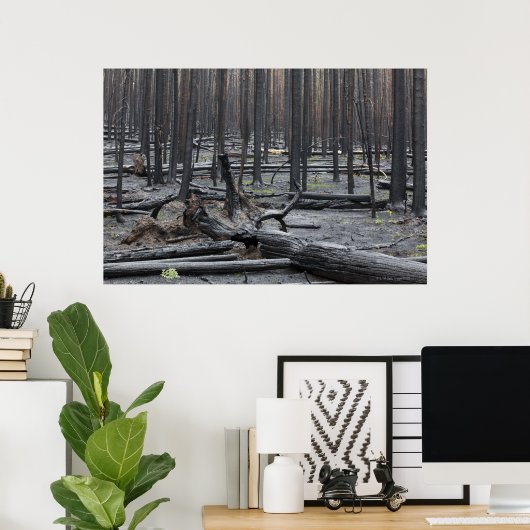 Forest after fire in Yellowstone National Park ポスター (ホームオフィス)