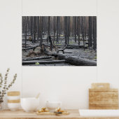 Forest after fire in Yellowstone National Park ポスター (キッチン)