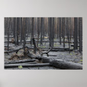 Forest after fire in Yellowstone National Park ポスター (正面)
