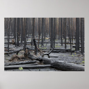 Forest after fire in Yellowstone National Park ポスター