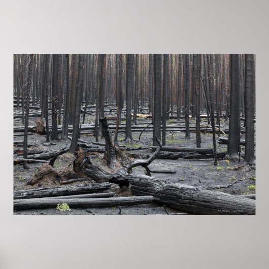 Forest after fire in Yellowstone National Park ポスター (正面)