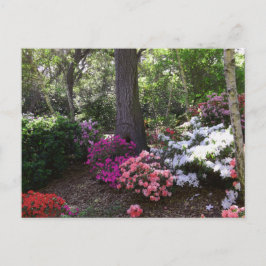 Forest and Flowers Postcard ポストカード