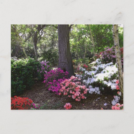 Forest and Flowers Postcard ポストカード (正面)