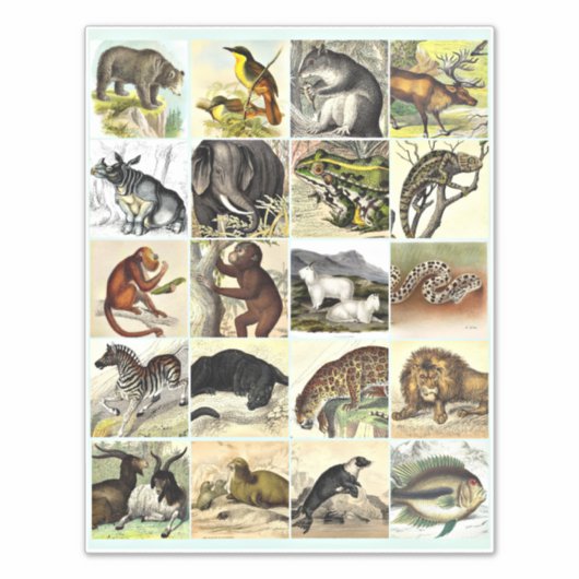 Forest, Jungle And Ocean Animal Collage sheet Art シール (正面)