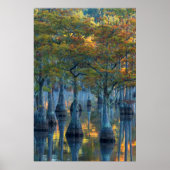 Forest of Pond Cypress Trees ポスター (正面)