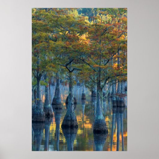 Forest of Pond Cypress Trees ポスター (正面)