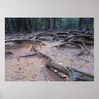 Forest on Mt. Kurama ポスター