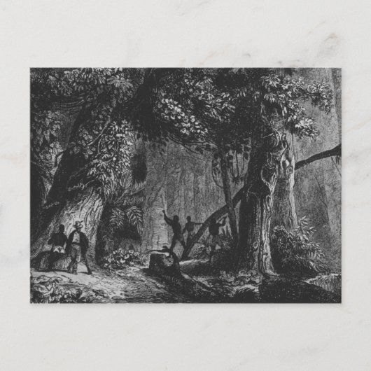 Forest Opening from 'Bresil, Columbie at ポストカード (正面)