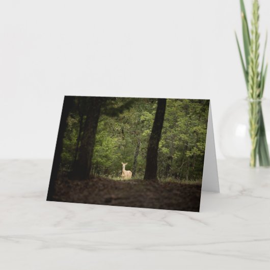 Forests | A White Tailed Deer in the Woods カード (正面)