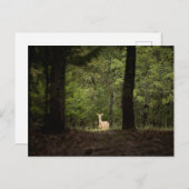 Forests | A White Tailed Deer in the Woods ポストカード (正面/裏面)