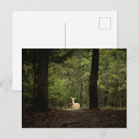 Forests | A White Tailed Deer in the Woods ポストカード (正面/裏面)