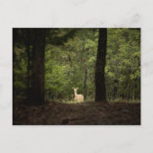 Forests | A White Tailed Deer in the Woods ポストカード (正面)