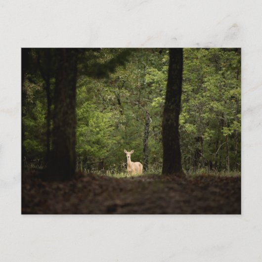 Forests | A White Tailed Deer in the Woods ポストカード (正面)